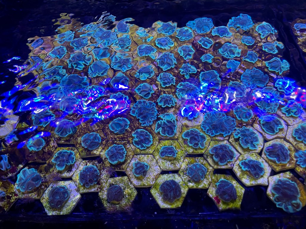 Bright blue coral babies in an aquarium.