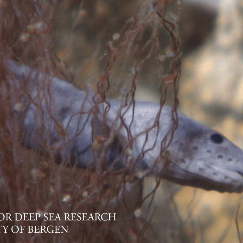 New publication reveals identity of the small eelpout from Arctic vents and&nbsp;seeps