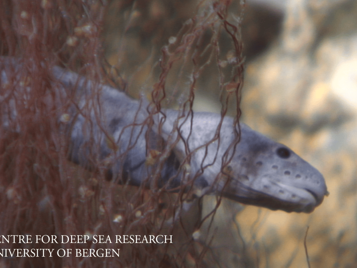 New publication reveals identity of the small eelpout from Arctic vents and&nbsp;seeps