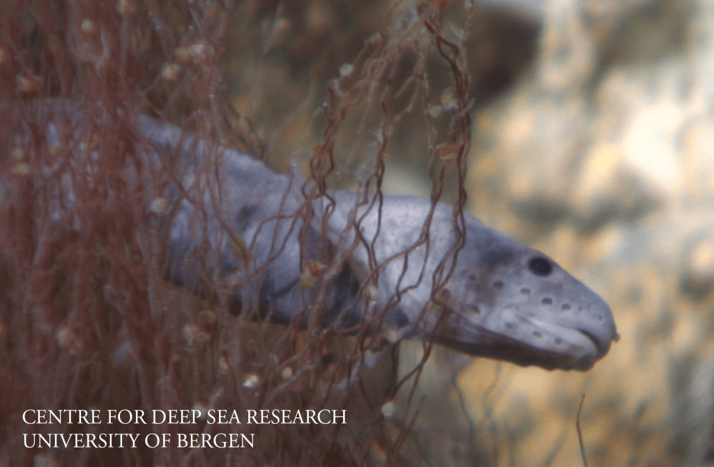 A close-up of a fish partially hidden among strands of red seaweed, showcasing its unique features and texture.